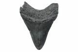 Fossil Megalodon Tooth - South Carolina #362193-1